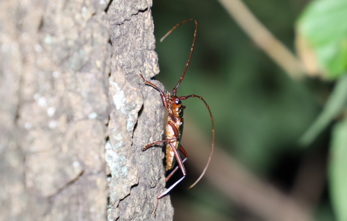 アカアシオオアオカミキリ_No.3のクヌギ_クワガタ達のオアシス_2023年8月7日19時25分 気温29度